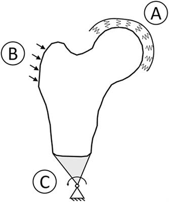 Improving the Hip Fracture Risk Prediction Through 2D Finite Element Models From DXA Images: Validation Against 3D Models